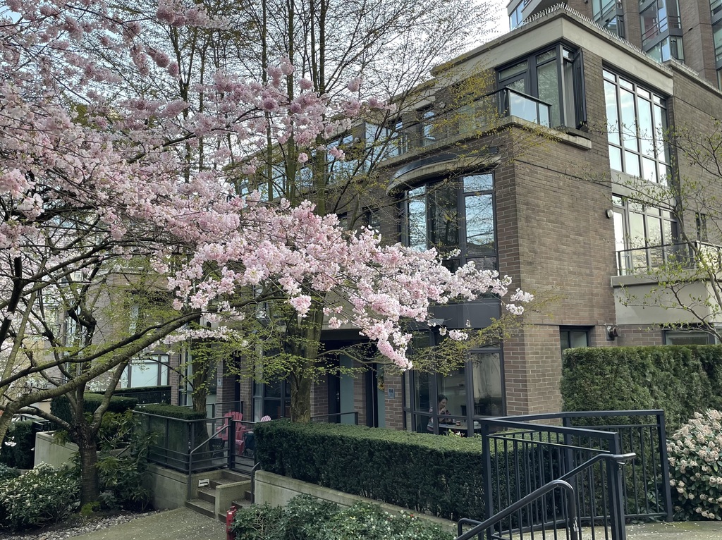 The view of our home in the spring when the cherry blossoms are blooming.