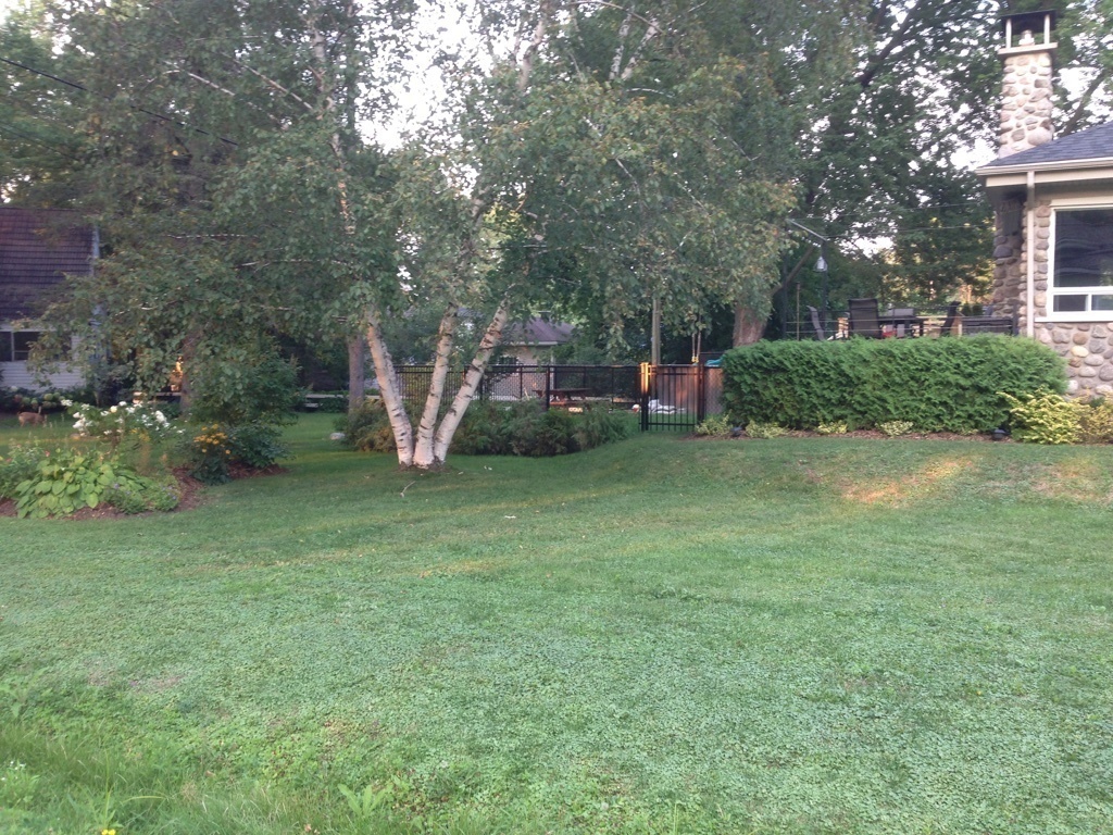 The front yard