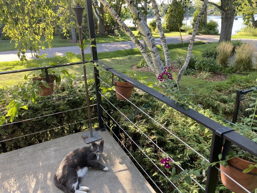 Our cat Moustache sitting on the patio!