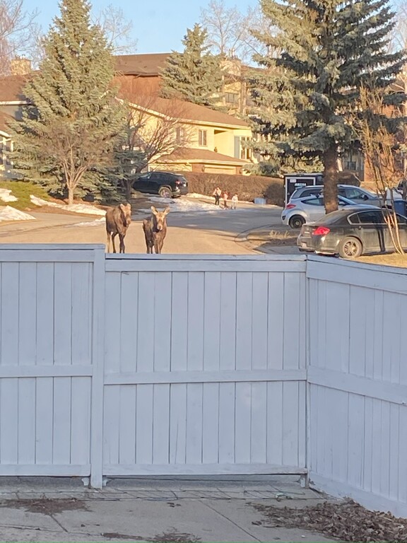 Moose in neighbourhood