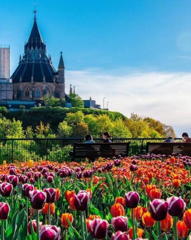 Tulip Festival