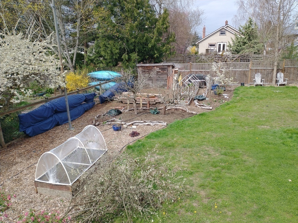 Backyard fruit trees, kayaks and canoe.