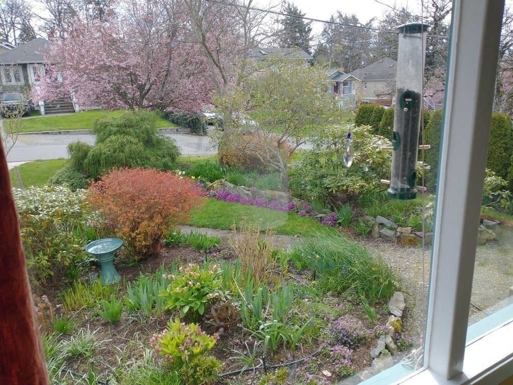 Front yard flower beds and ornamental trees.