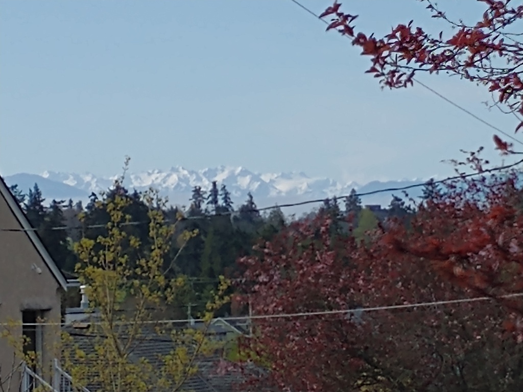 View of Hurricane Ridge, Olympic Mountains, Washington State, USA, from our front yard