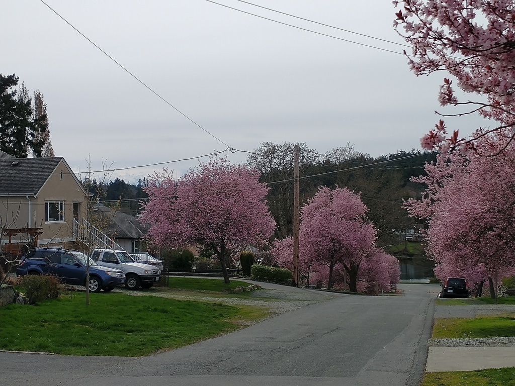 View from front yard toward the Olympic Mountains, and boulevard plum trees in bloom.