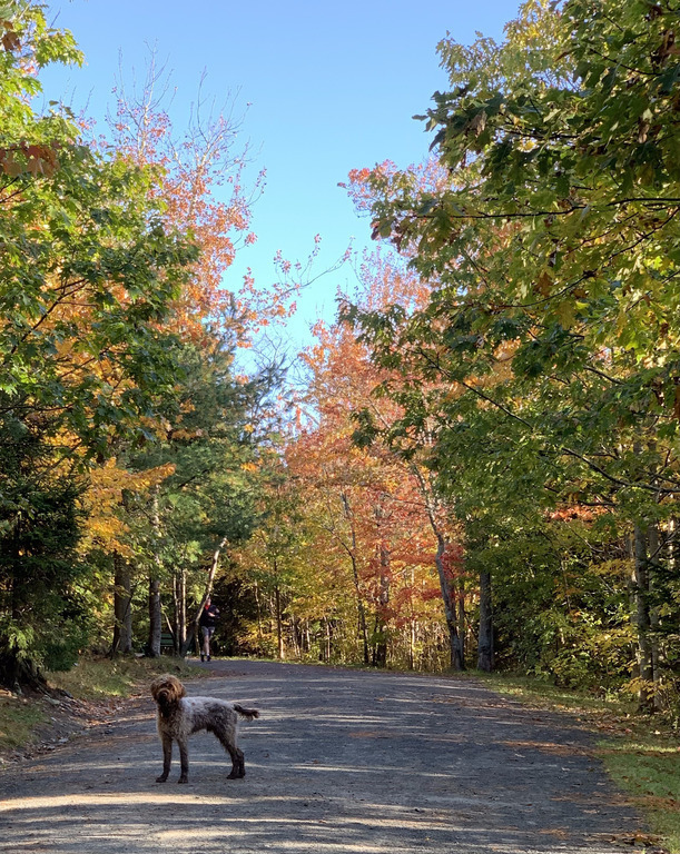 Point Pleasant Park (15 min walk)