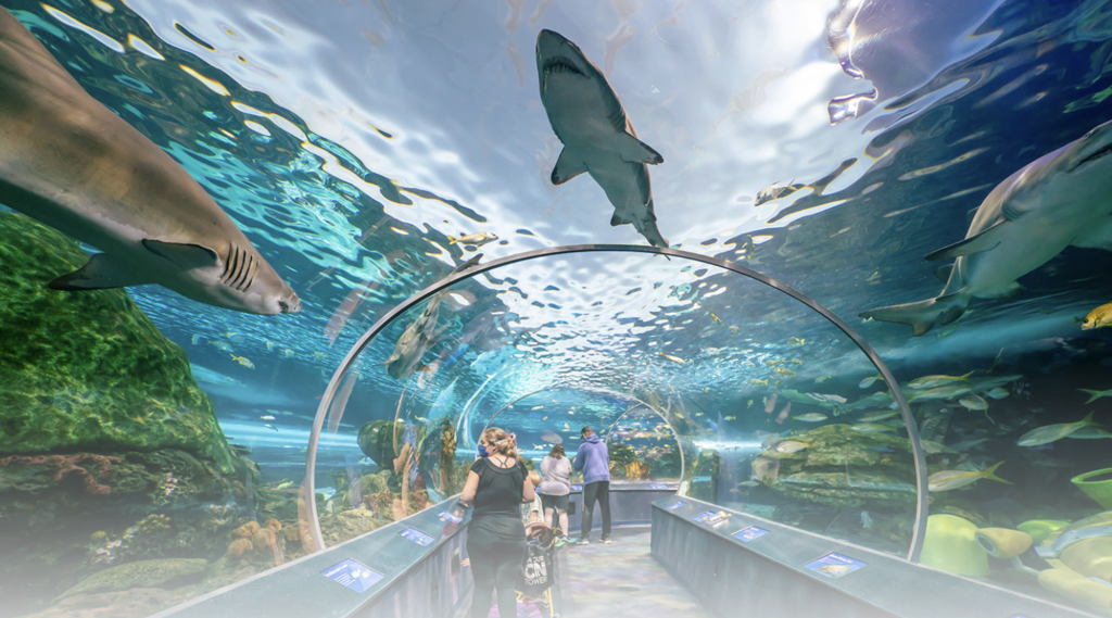 Ripley Aquarium a quick train ride away!