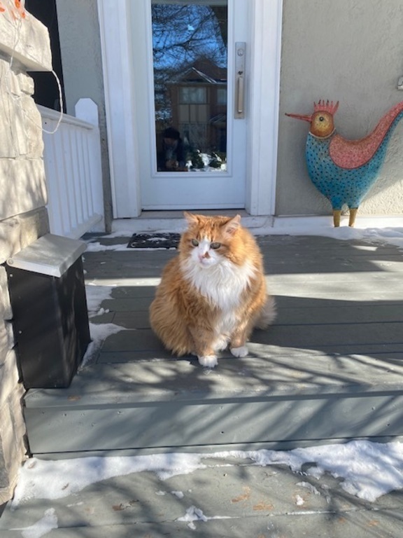 Baker our cat. He is low maintenance! We have a young neighbour who does cat care if you want to have side trips or go to the...