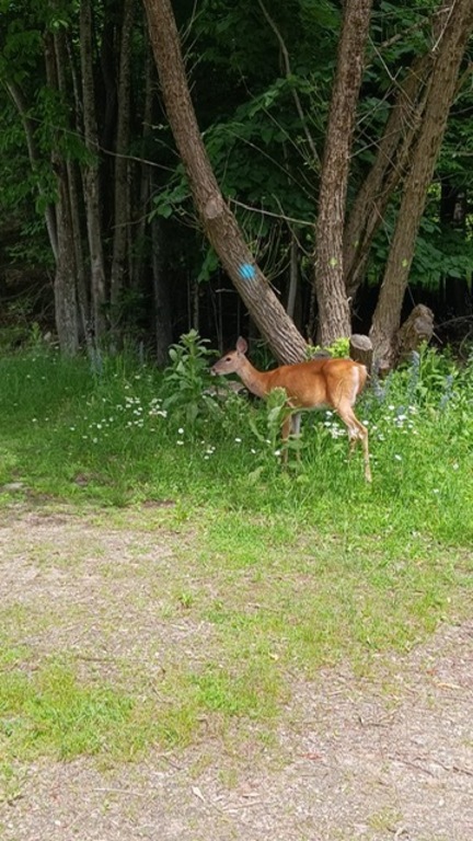 Lots of wildlife around the property including: deer, coyote, rabbits, porcupine, mink, otter, red squirrels, waterfowl, wild...