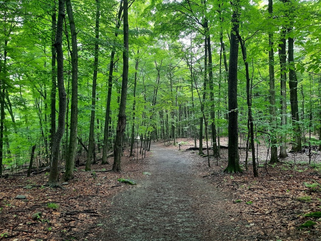 Bois de Beckett, more than 37 acres of wild forest . 2 minutes from our house