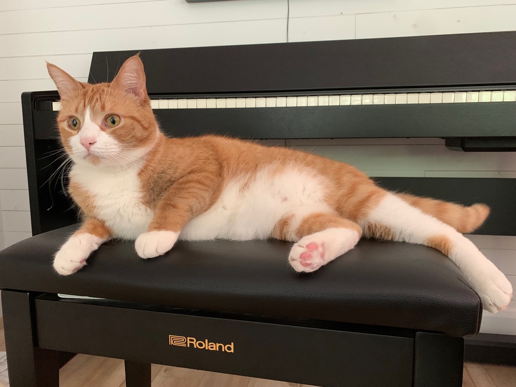 Our nice cat!