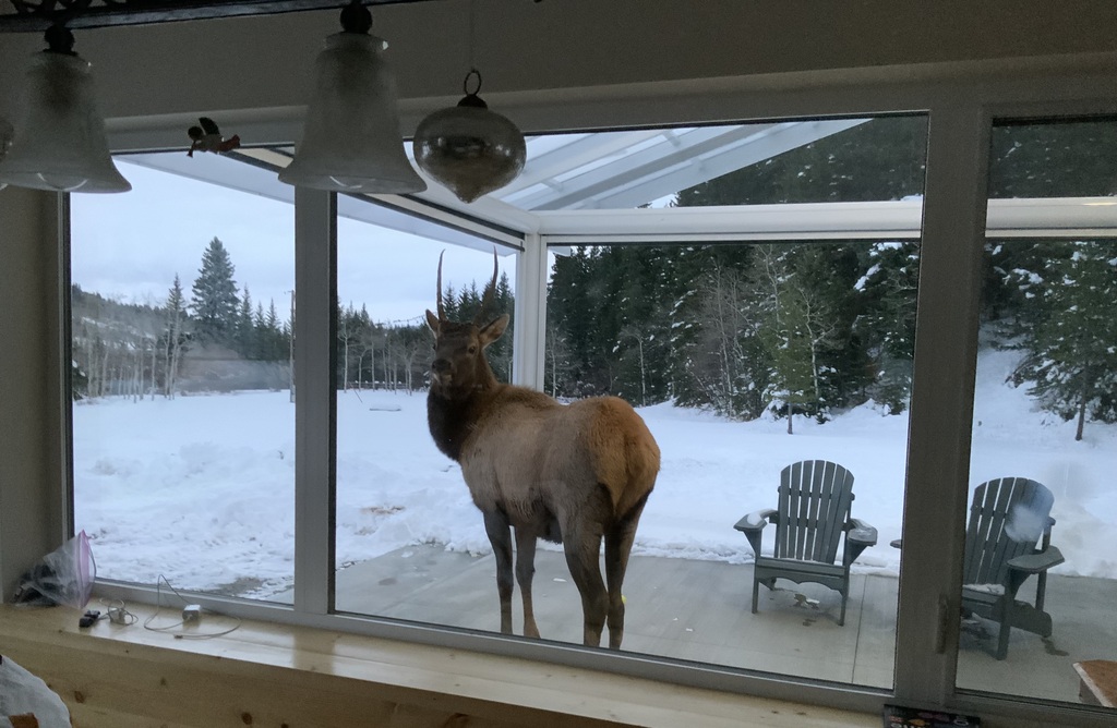 Wildlife from the kitchen window