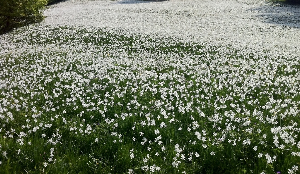 Les narcisses en fleur dans les hauts de Montreux aux mois de mai / juin