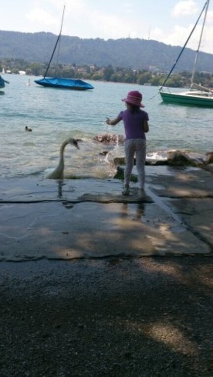 Schwäne füttern am Zürichsee