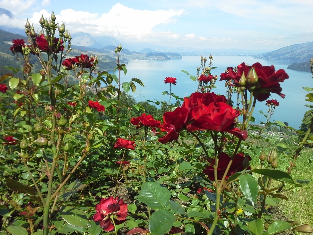Lake of Thun - approx. 120 km by car  