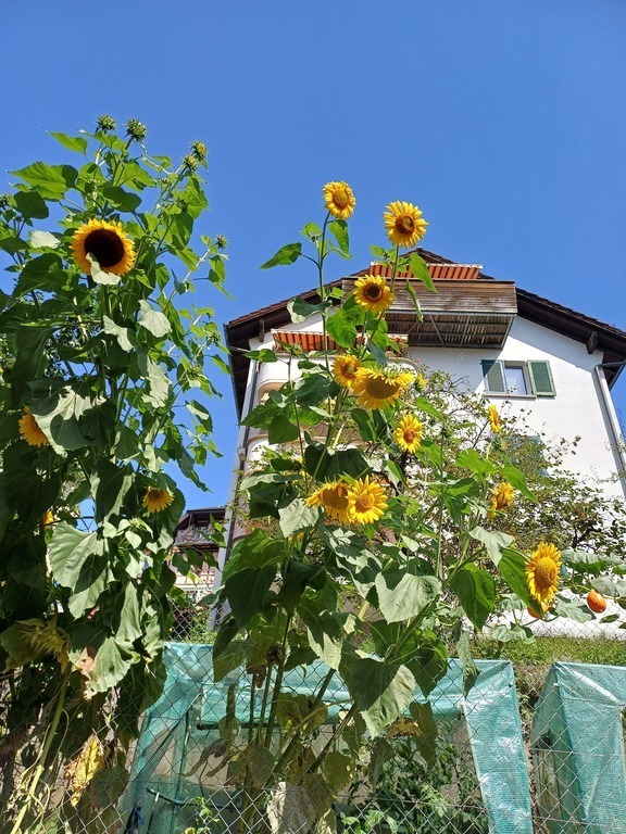 Haus Richtung Süden / House facing south