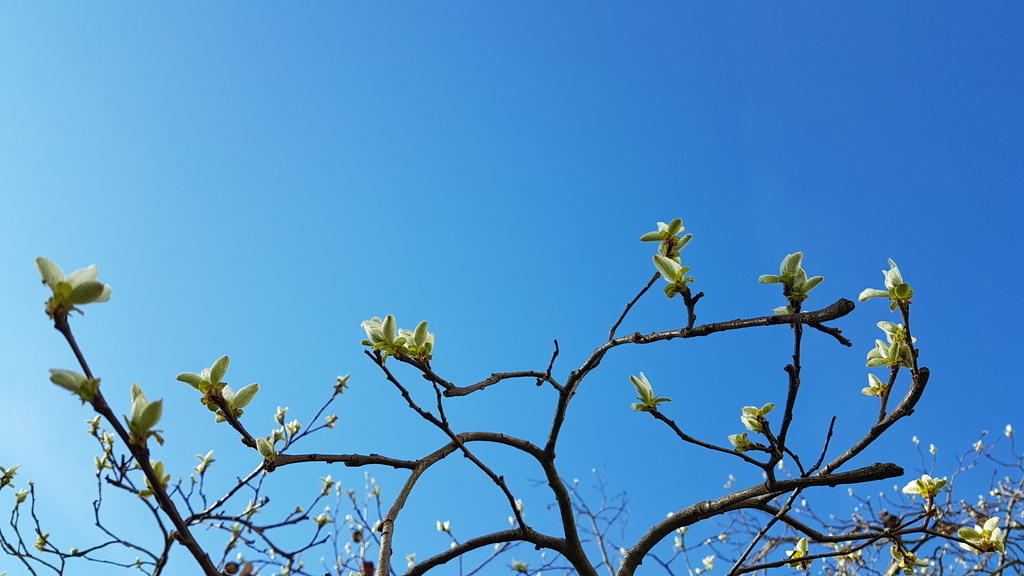 Quittenknospen im Garten April 2021 / Bud of the quince in the garden