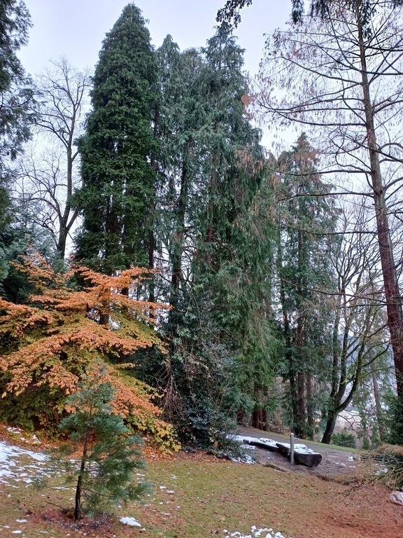 Wettsteinpark mit alten Bäumen 3 Minuten zu Fuss von unserer Wohnung