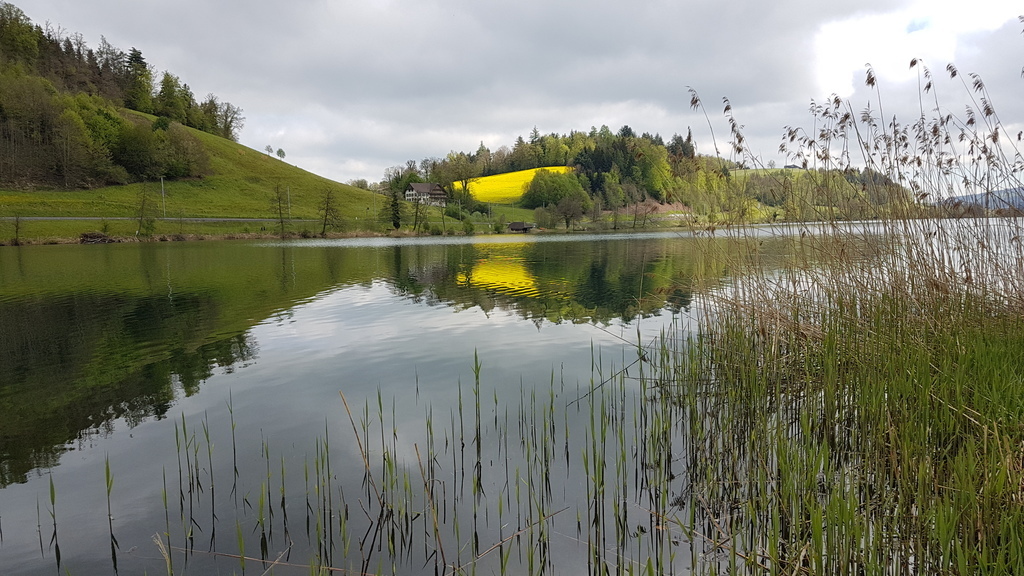 Am Rotsee im Frühling, ca 15 Minuten Fussweg / Spring nearby our house "Rotsee"