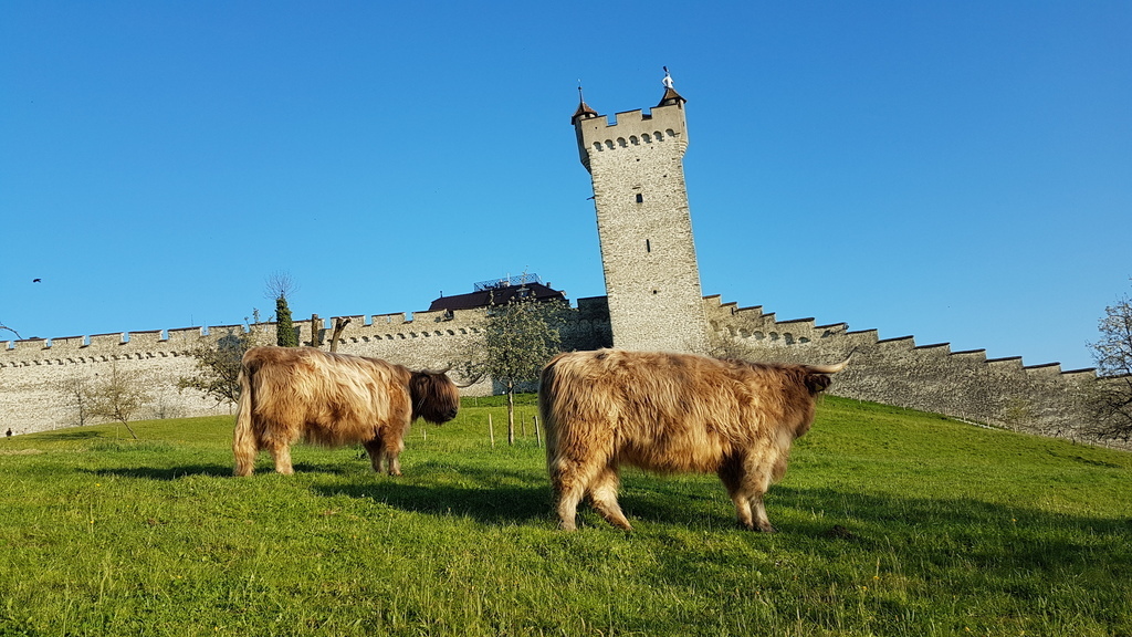Kühe bei der Museggmauer 5 Minuten Fussweg / Cows in front of the City Walls