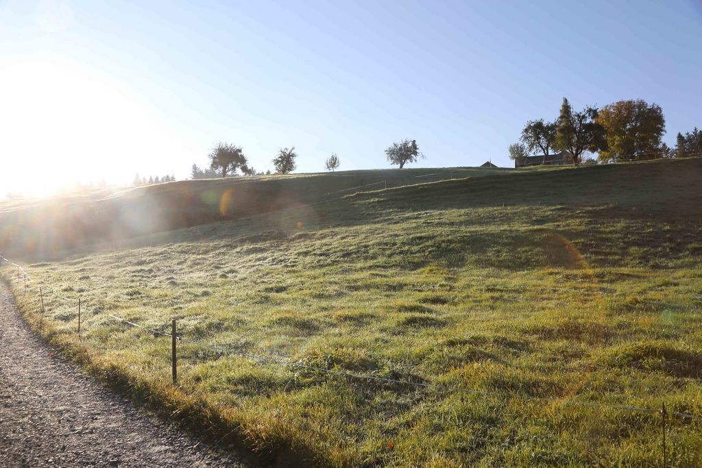 Morgenstimmung auf dem Land