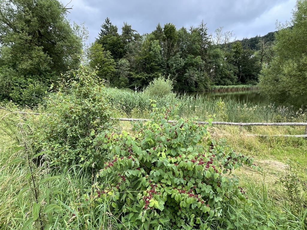 Burgweiher. 5 minutes from here. short hiking day around a pond