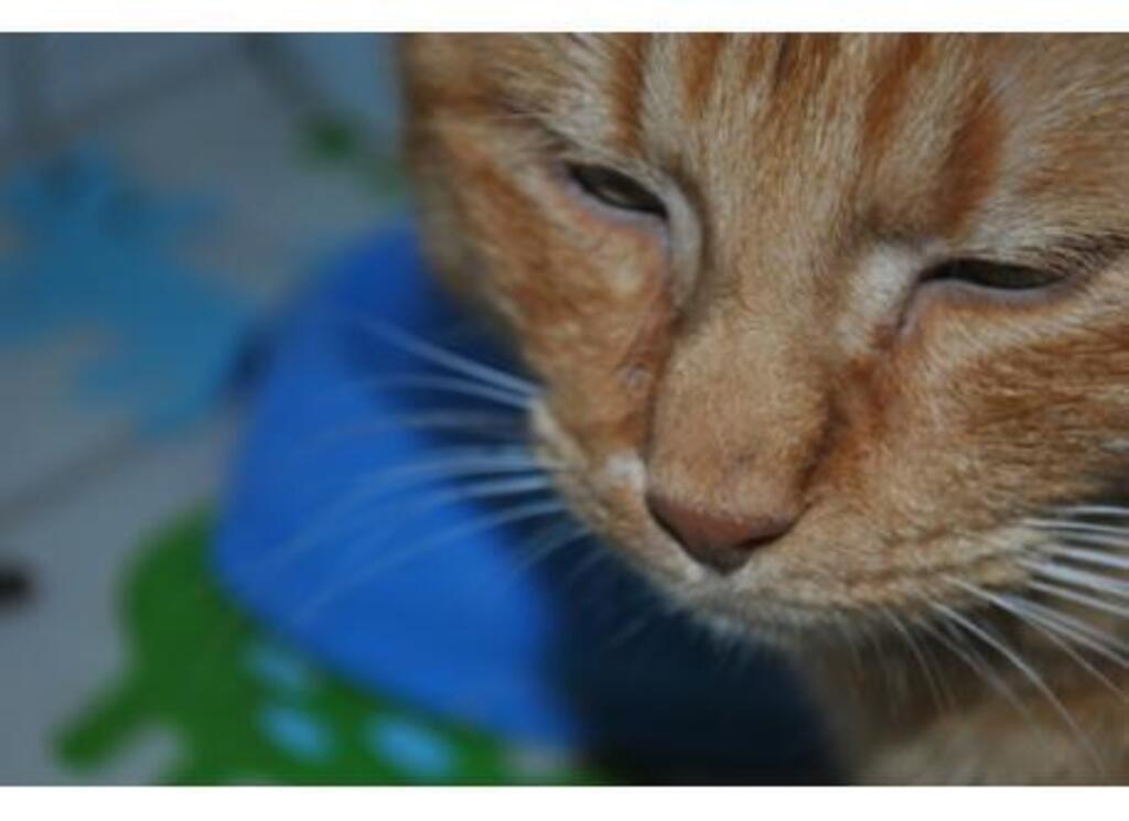 Lazy Muck. He likes to be outsite