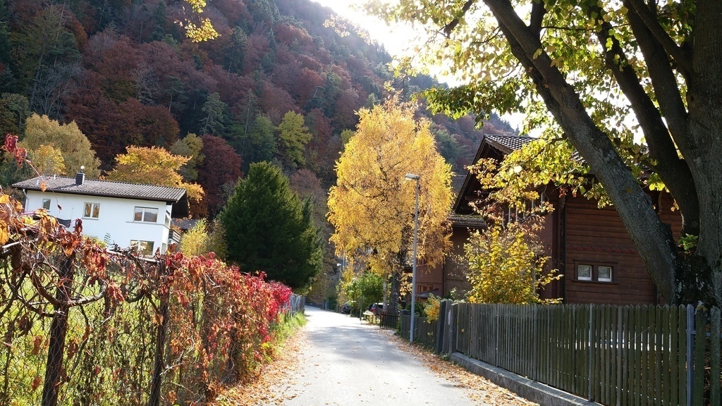 "Our" lane in autum.