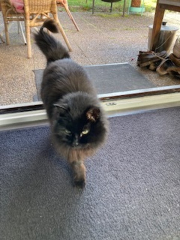 ça c'est Pepita (la doyenne)