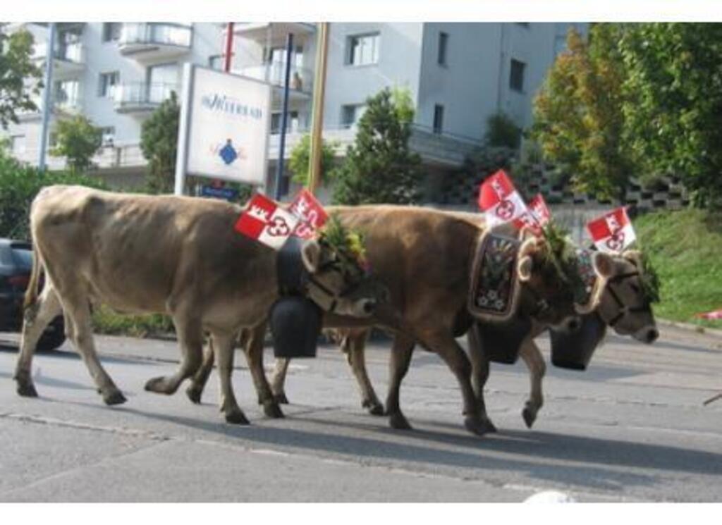 Cows come home from the alps