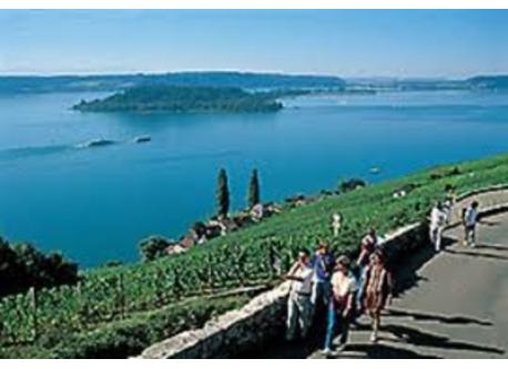 walking through the vineyards