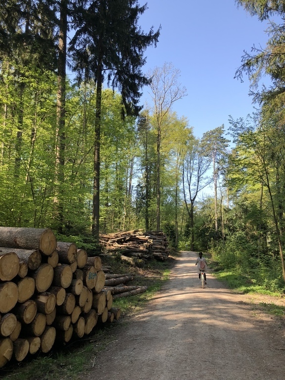 Forest in front of the door