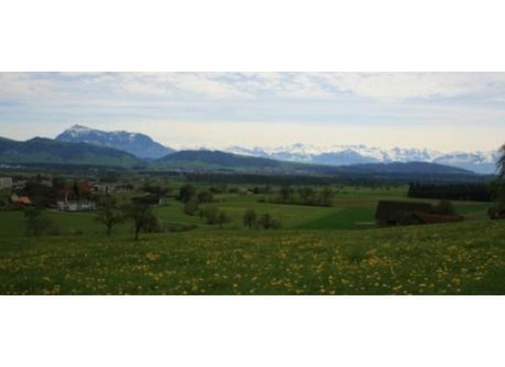 view from the forest to the house