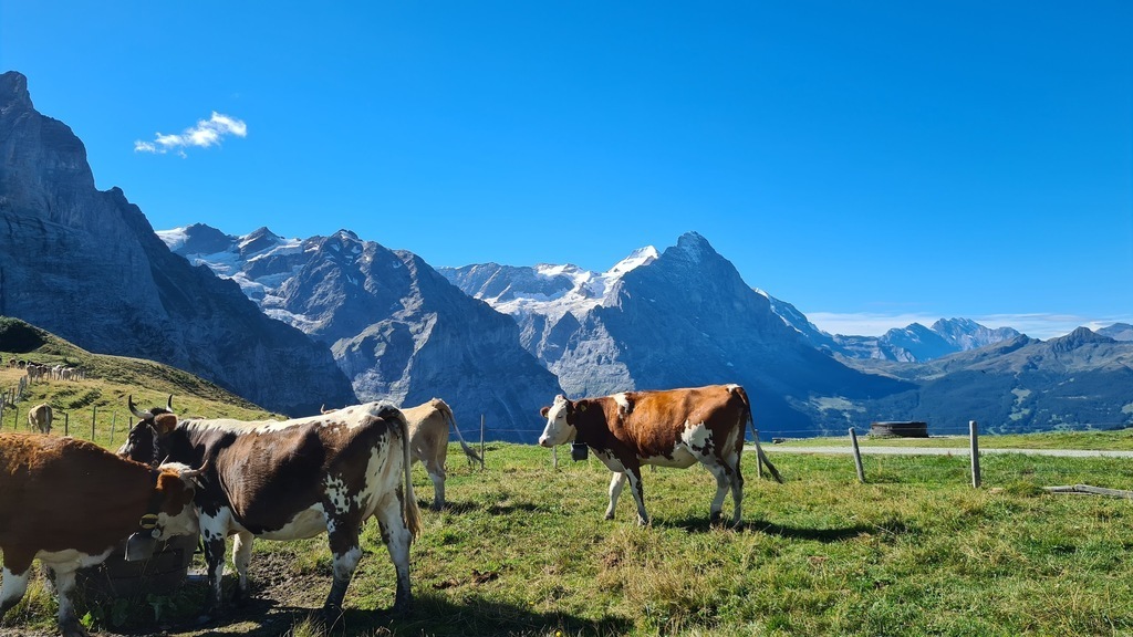 Männlichen - Grindelwald