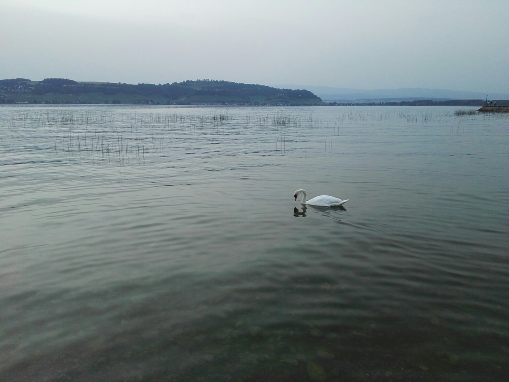Lac de Morat (30 minutes by train/car)