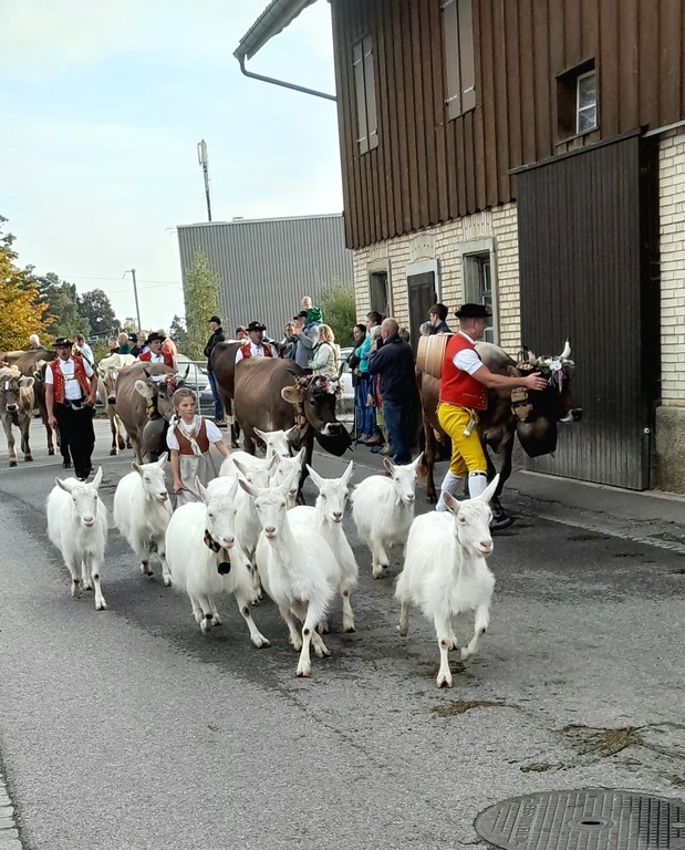 Jährliche Viehschau im Dorf Degersheim