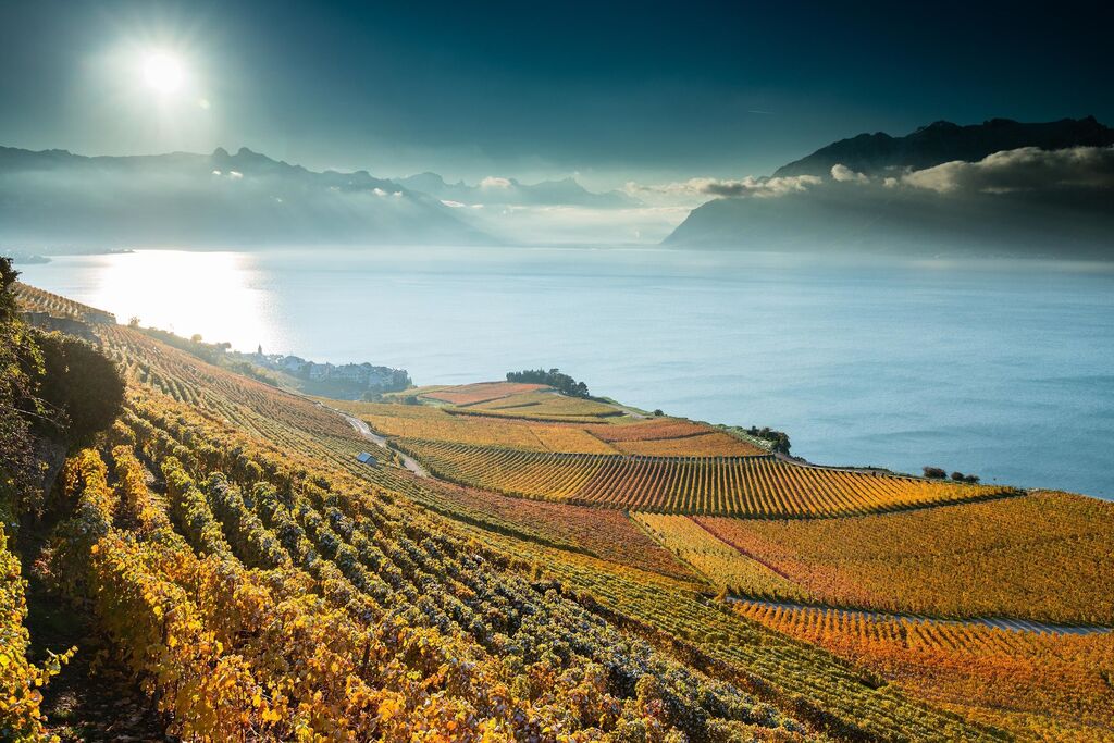 The vinyards (Lavaux): the region where our house is