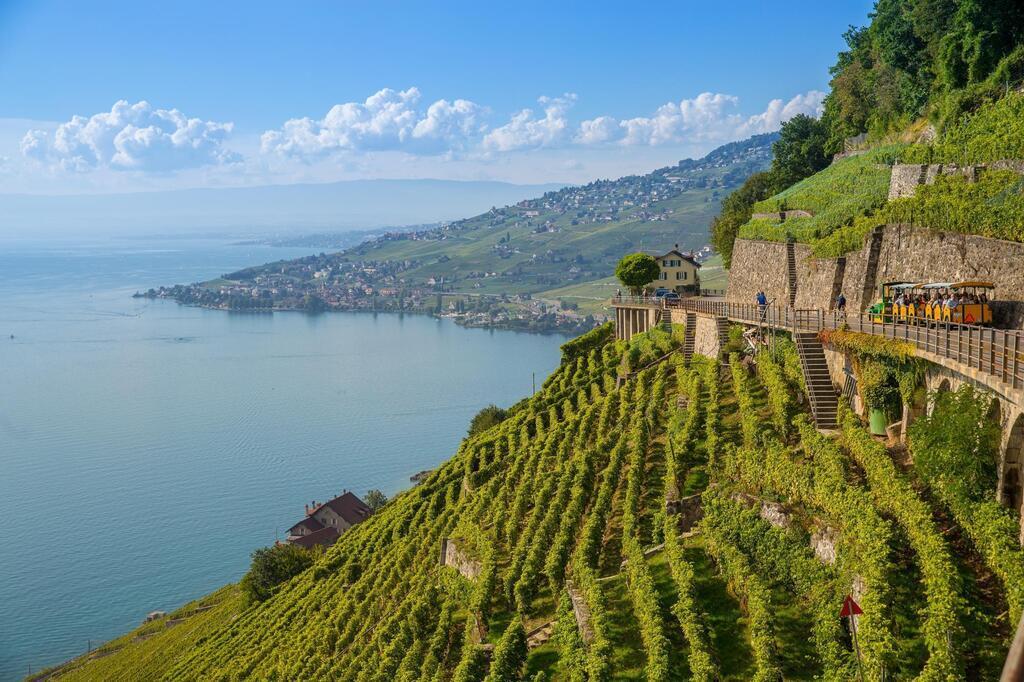 More vinyards (Lavaux)