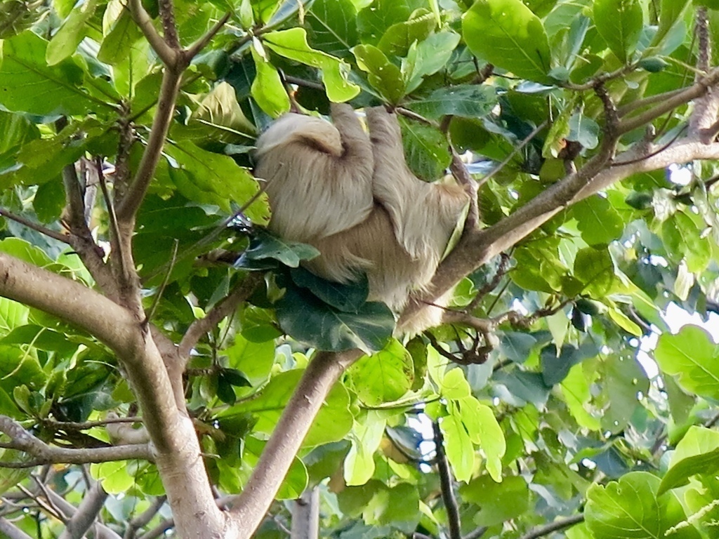 Sloth upside down with face to the right! 