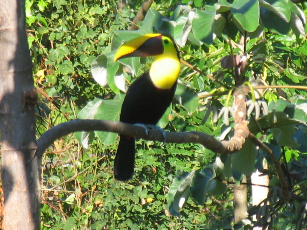 Toucan 