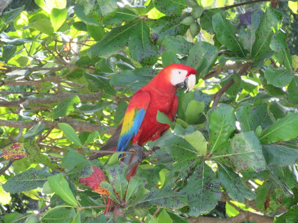 Visiting Lapa / Scarlet McCaw