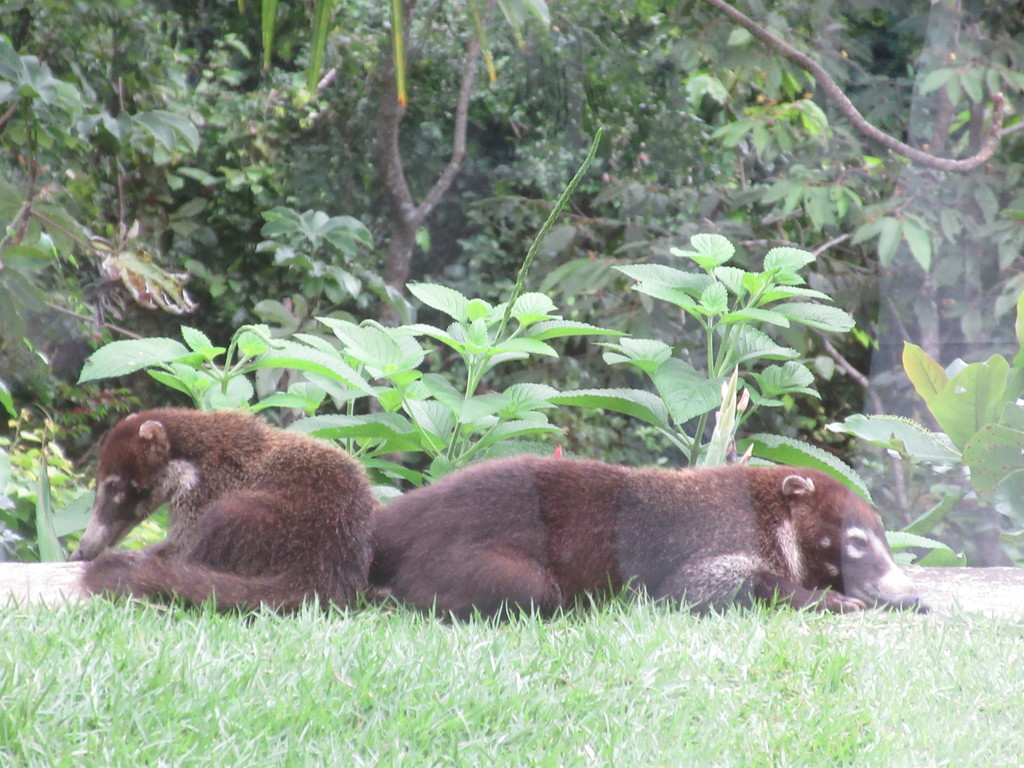 Relaxing Coatis / Pizotes 