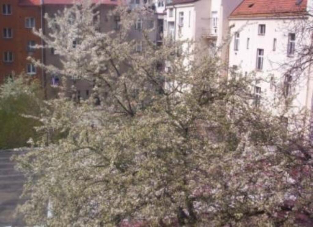 view of the window (Prague)