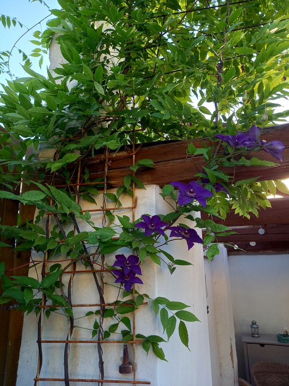 Our garden in Nečtiny