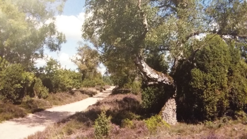 Lüneburg Heather near Undeloh