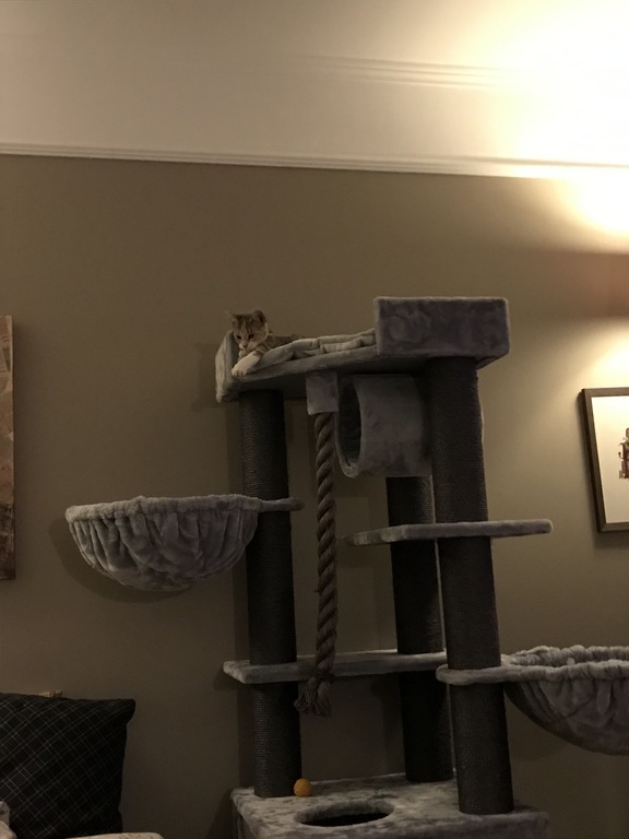 Our Cats Tilda and Lumi love their paradise 