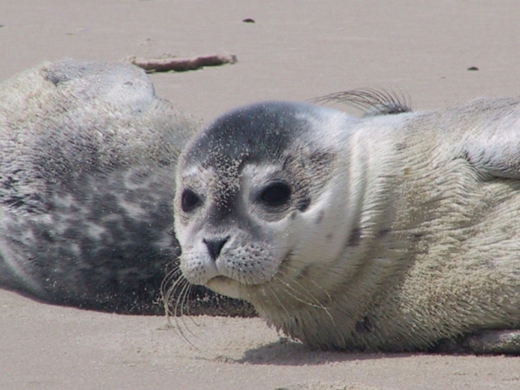 Seal Centre Norddeich (30 min)