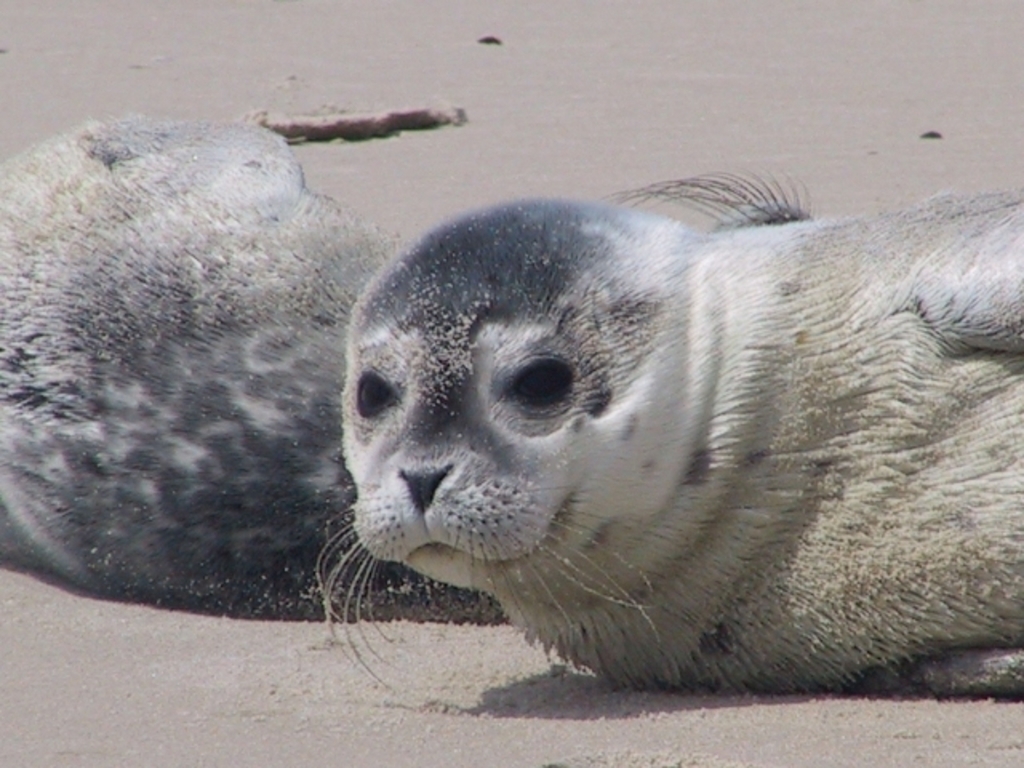 Seal Centre Norddeich (30 min)