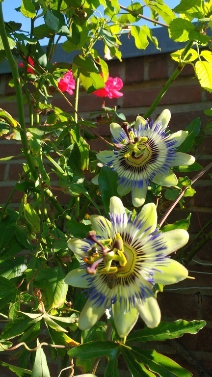 passieflora our garden