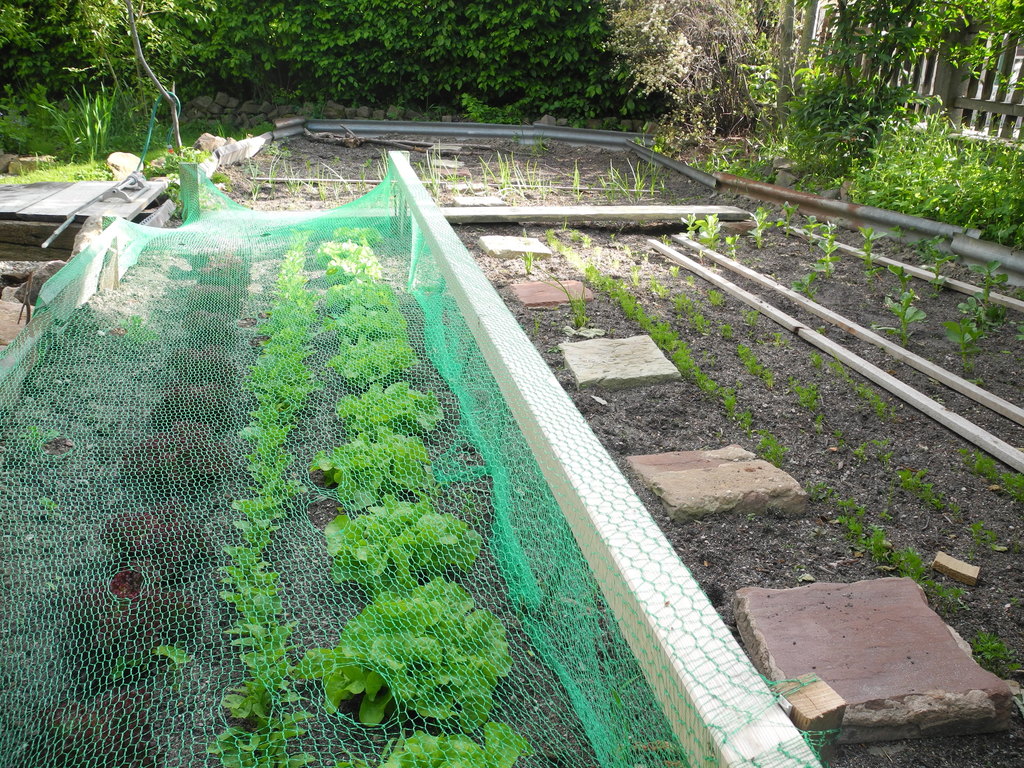 As many fruits and vegetables for lunch as you want!